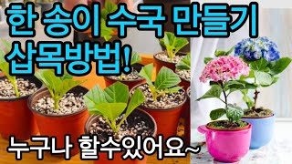가을철 수국 삽목방법!(한 송이 짜리 수국 만들기) 초보자들도 할수있어요~