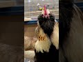 Faverolles Rooster Crowing Long Bowing Shorts