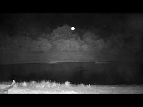 Djuma: Hippo in the dam - 02:47 - 12/02/2022