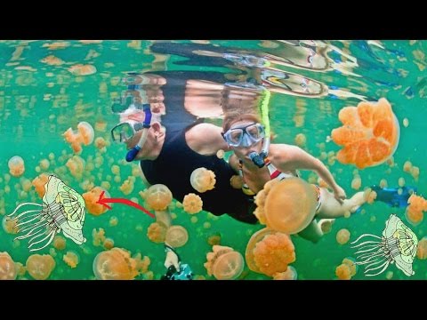 10 CURIOSIDADES DE LAS MEDUSAS QUE DE SEGURO NO SABIAS | CURIOSIDADES DE LAS MEDUSAS