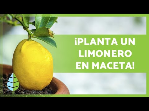 CARE OF A POTTED LEMON TREE 🍋🌳 Watering, substrate, pruning and more!