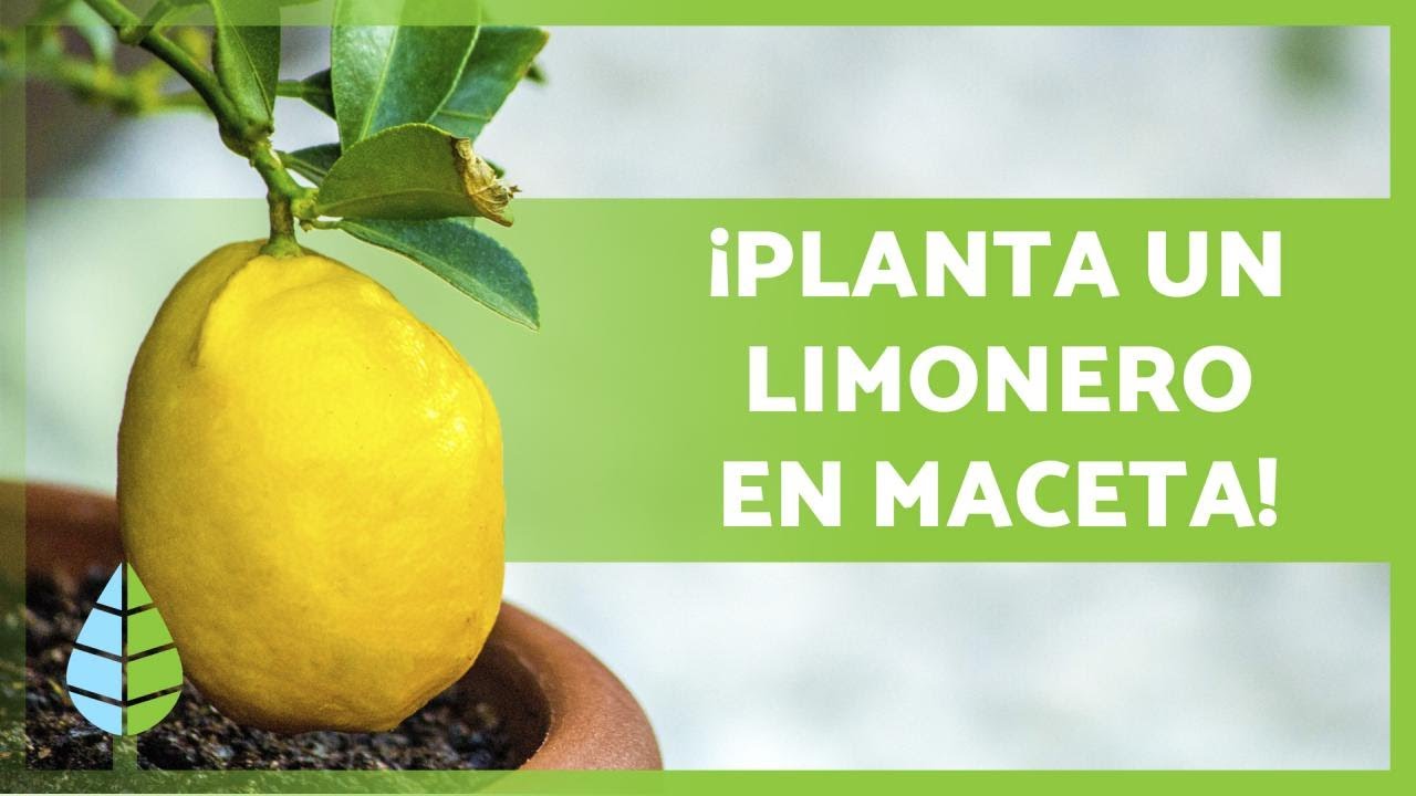 Cultivo de Limonero en Maceta: Cuidados Esenciales 🍋🌳