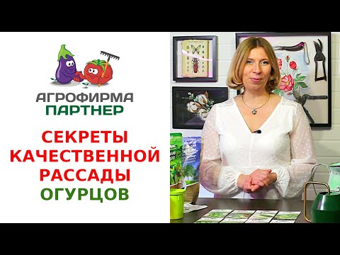 Миниатюра изображения товара Набор семян Агрофирма Партнер Огурец Бинго F1 (3 пакетика)