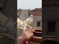 Bacha Pakra Bazi Wala Shorts Youtubeshorts Kabutar Bazi