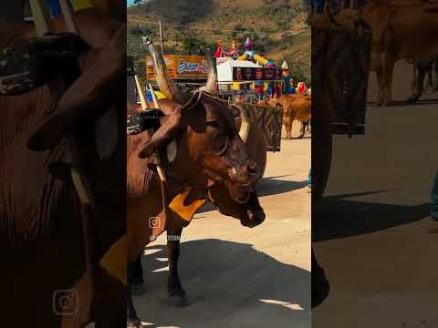 festa cultural carro de boi da cidade de São Francisco do Glória Minas gerais