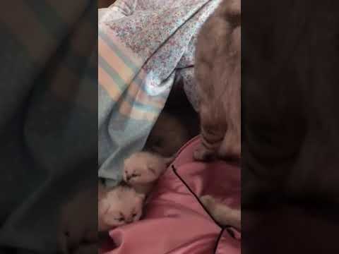 A mother cat bringing her kittens to her owner's bed as a sign of trust