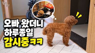 오빠가 돌아온 날부터 하루종일 감시(?) 시작한 강아지ㅋㅋㅋ
