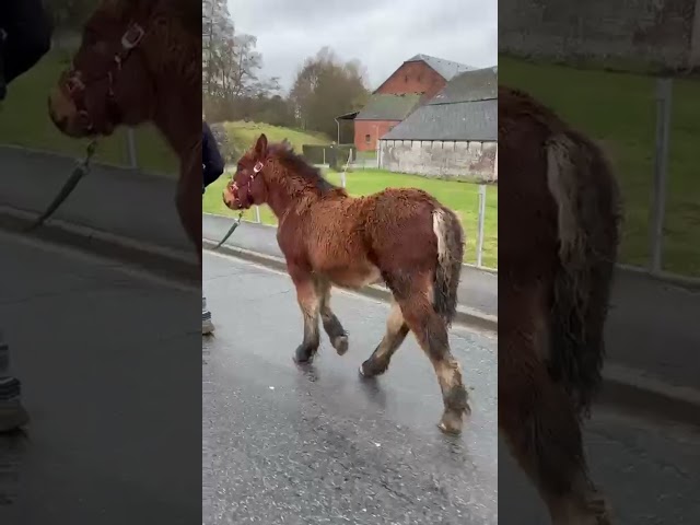 Grand pouliche porteuse OC