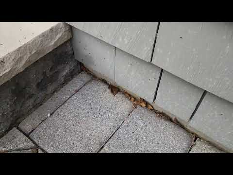 Ants Take Control of Back Patio in Sea Girt, NJ