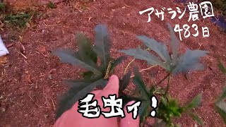 483日 漆喰ぬったりしてた【アザラシ農園】