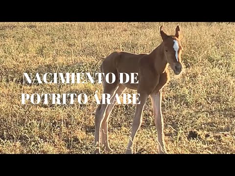 Yeguada ÁRABE: primer potro , hijo de AMARA