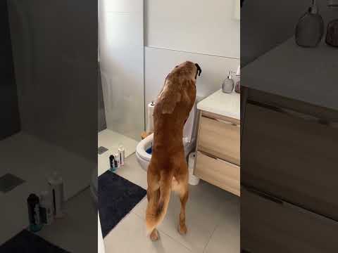 If I am sick and the dog has to