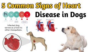 5 Common Signs of Heart Disease in Dogs | डॉग मैं हार्ट की बीमारी के लक्षण