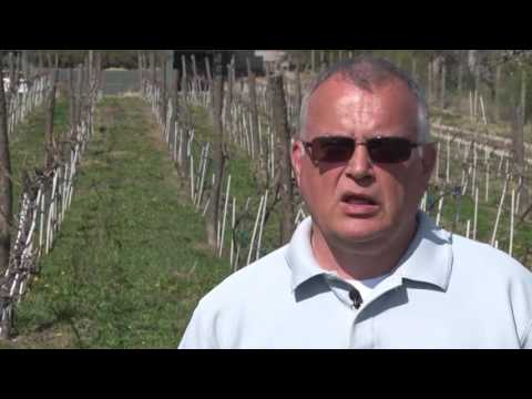 Vinarija Plavinci - Emisija Zemlja hrane, RTS 2, Subota 01.04.2017