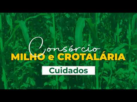, title : 'Consórcios de Milho Crotalária e Milho Brachiária'