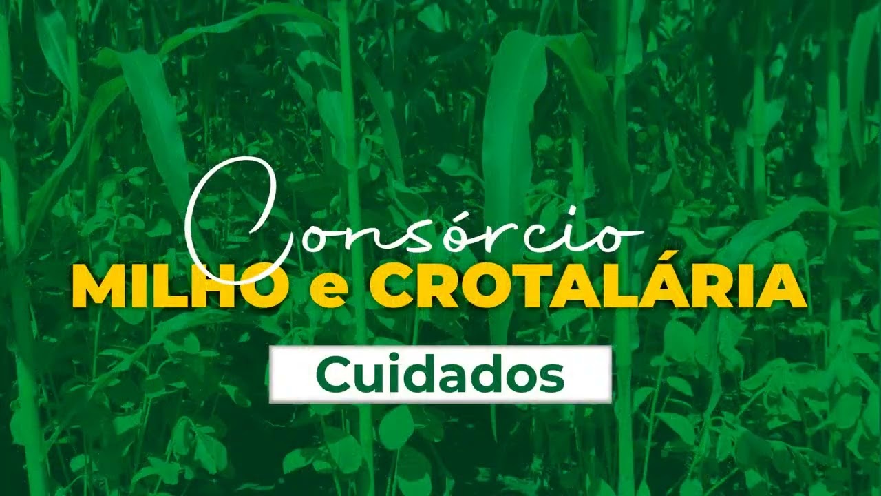 Consórcios de Milho Crotalária e Milho Brachiária