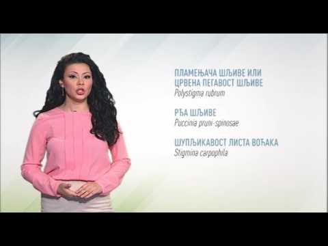 Zelena prognoza, 30.5.2016. - O stanju u zasadima šljiva