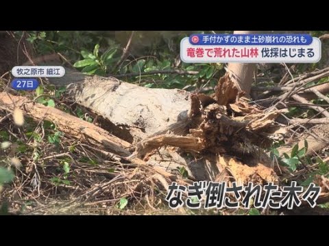 YouTube Video ２０２５年９月の竜巻被害から５カ月　その痕跡が生々しく残る山林の修復作業が始まる　静岡・牧之原市