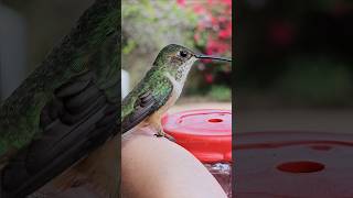 Slippery ☺️ #hummingbird  #birds