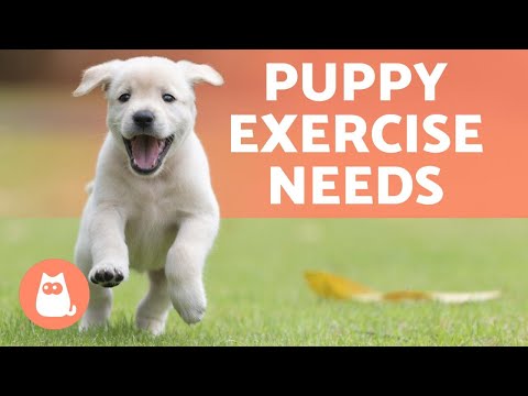 How Much EXERCISE Do PUPPIES Need? 🐶🎾 Find out!