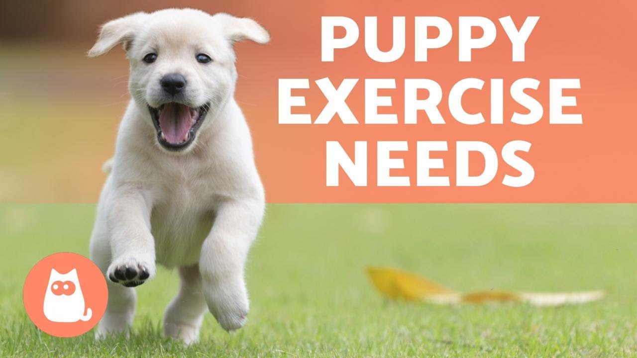How Much EXERCISE Do PUPPIES Need? 🐶🎾 Find out!