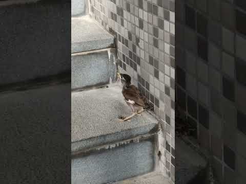 #山道猴子的一生 ，生命總是會自己找到出路，學飛的鳥，學會自己獨立的夢想！ #小鳥 #學飛