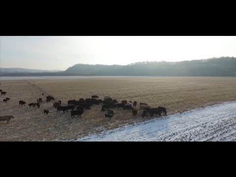 Winter Grazing Cover Crops (Northeast Iowa)