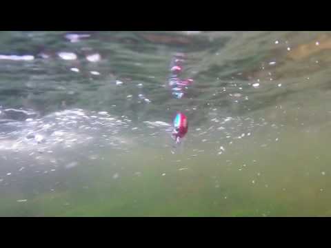 DUO Tetra Works Karakura in actiune