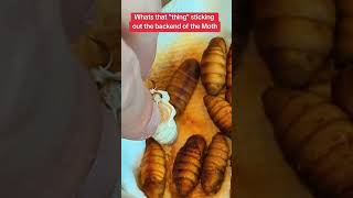 All those eggs remind me of orbeez #silkmoths #moths #bombyxmori #mothbreeder