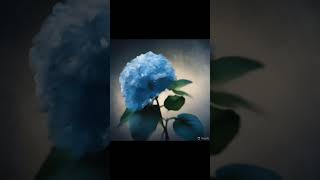 🎵Blue Hydrangea ☺️ @POLARISMUSICAI ✨