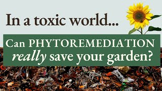 Phytoremediation: Common Plants that Clean Toxic Soils and Waters