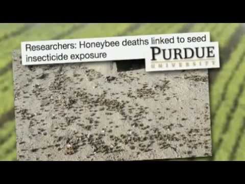 Killing Bees
