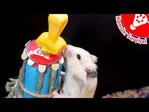 Hamster Maze Obstacle Course 🐹5