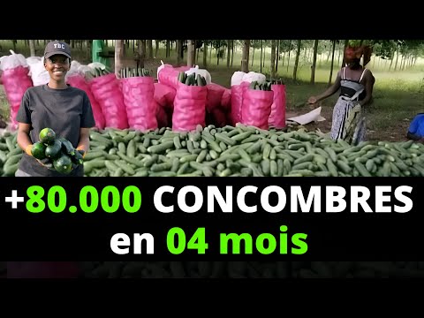 , title : 'Gagnez des millions avec le concombre en Afrique.'