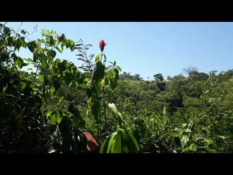 A cigarra  anunciando o verão