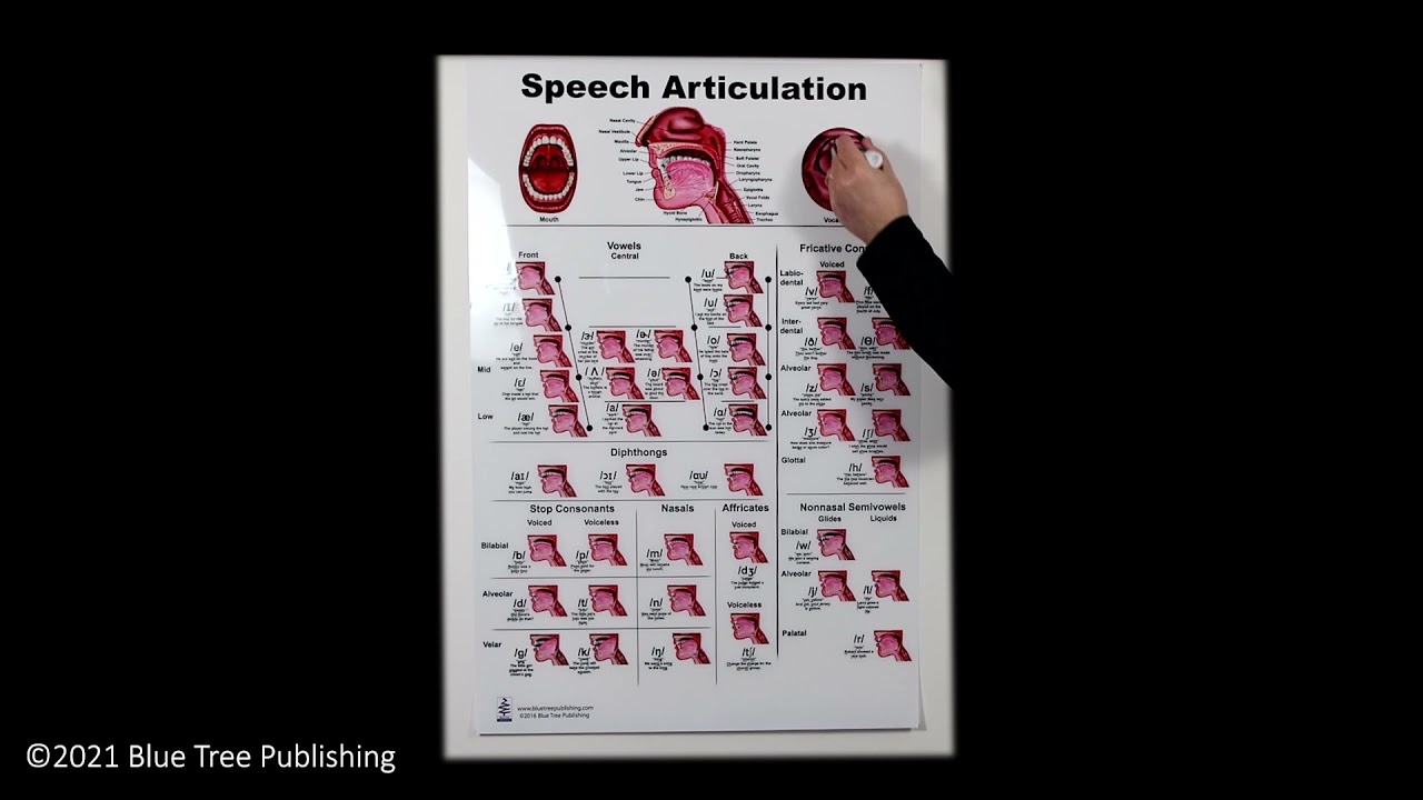 Speech Articulation Large Poster
