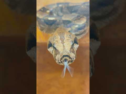 If boas could talk, this would be the most FAQ 😂 #boa #boamorph #snake #reptile