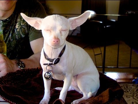 The Pink Piglet - Rare Albino Mexican jumping bean Chihuahua with blue eyes exclusive video