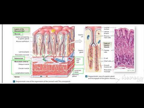 Gastric wall histology 2