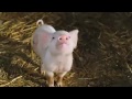 Charlotte S Web Trailer 2