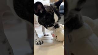 フレブルの推しが決まったみたいです