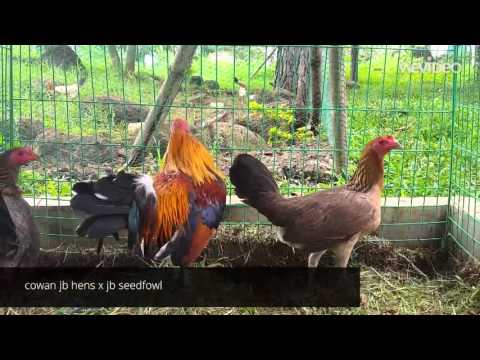 John bishop offseason breeding fjm gamefarm