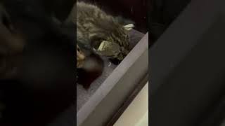 Other Cats Videos