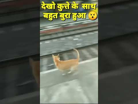 Train accident with Dog #trainaccidentlive#viral #shorts #funny#comedyvideo#Rinku_Gupta_Shorts