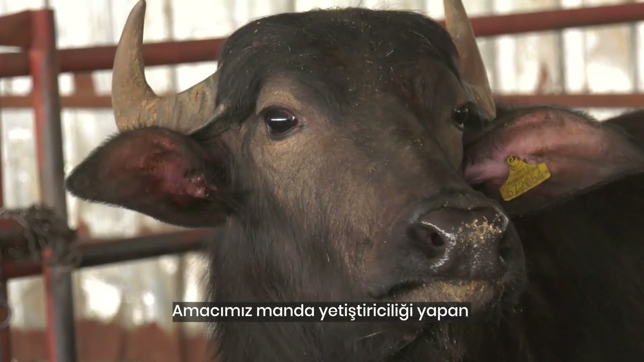 Manda yetiştiricilerimiz için desteğe devam ediyoruz