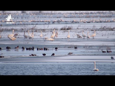 WWT Welney - Experience Winter's Best Spectacle