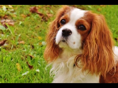 cut dog video 🤣Funny Dog Videos 2020🤣 🐶 It's time to LAUGH with Dog's life