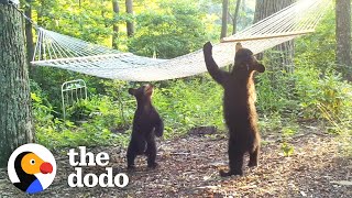 Woman Buys New Hammock For Bear Family In Her Yard | The Dodo