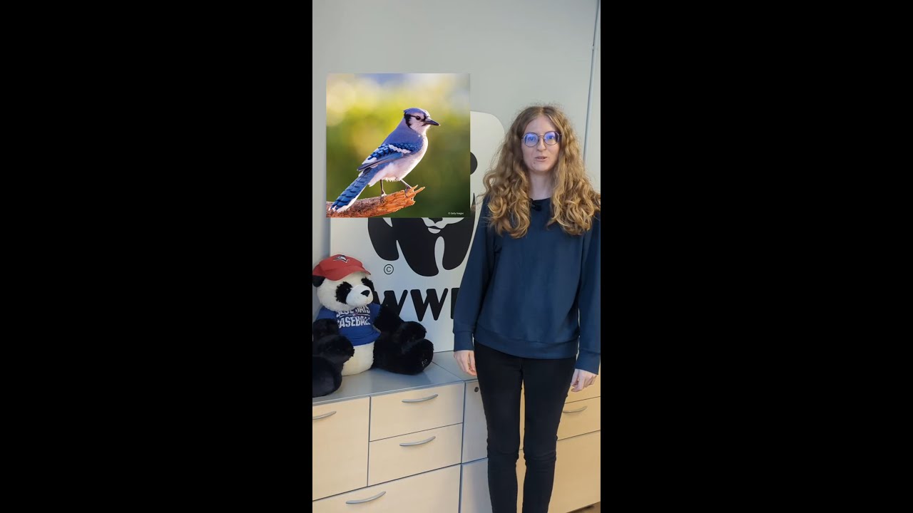 4 fun facts about blue jays