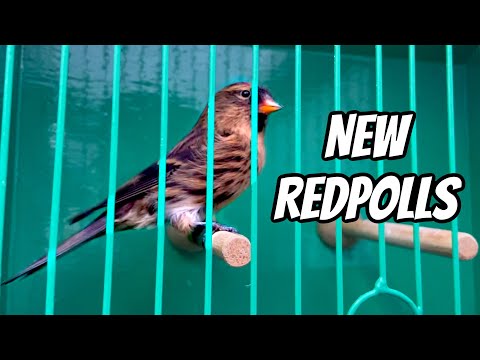 *NEW* Redpolls for Christmas!